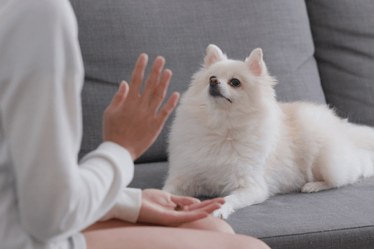 The Essential Guide to Training Your Dog